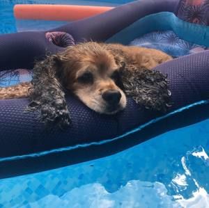 Meet your Posher, Laura lee